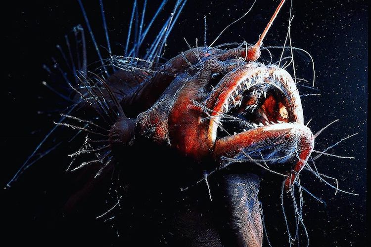 25 bizarre sea creatures that will scare you out of the ocean forever