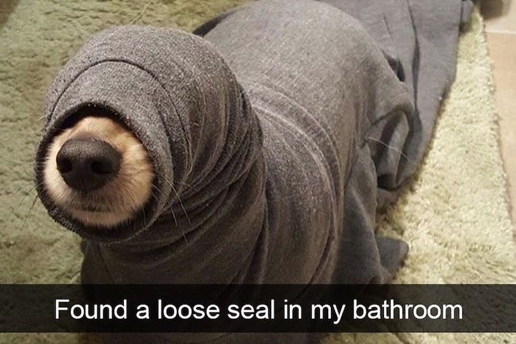 30 funny dogs