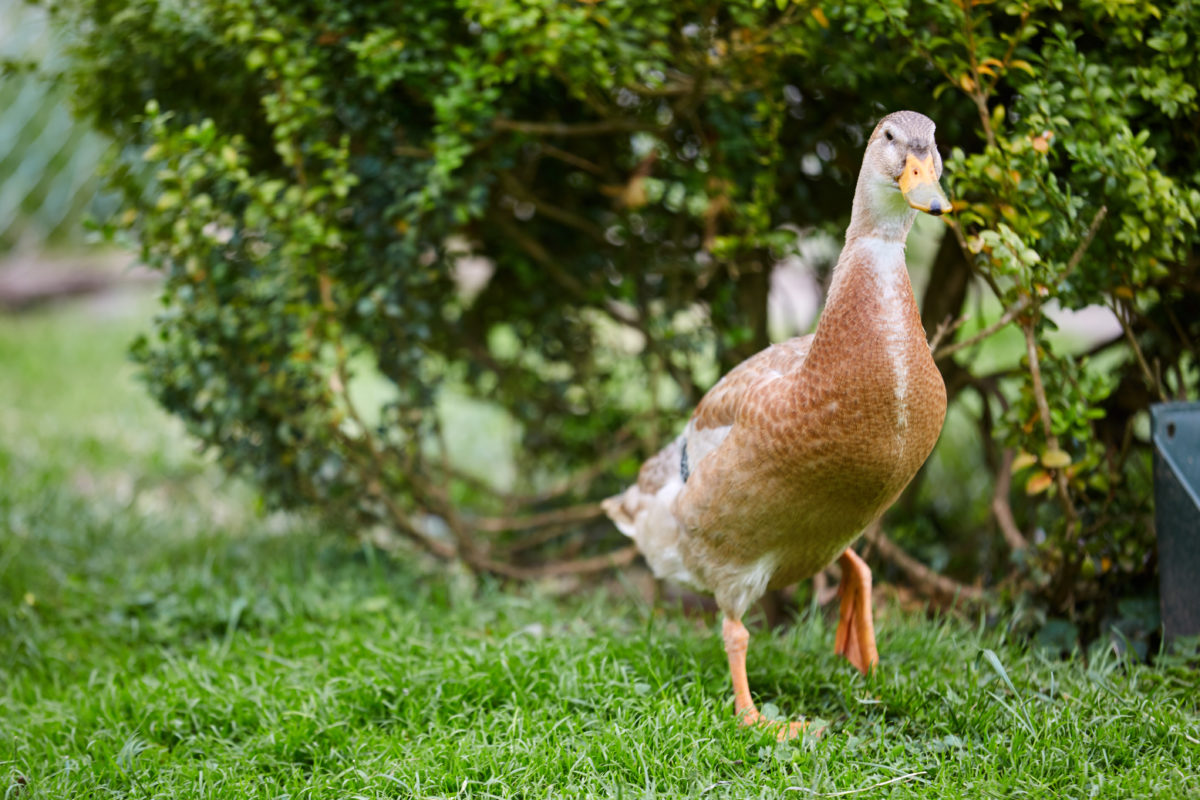 pet duck hailed hero after it led deputies to discover body of missing north carolina woman